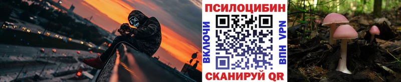 где найти наркотики  Каргополь  Галлюциногенные грибы Psilocybine cubensis 